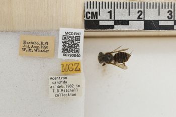Media type: image;   Entomology 790840 Aspect: Labels